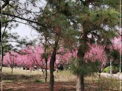 -郑州植物园