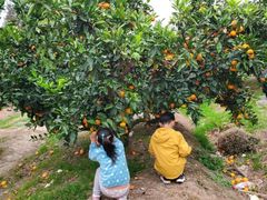 -前小桔亲子创意农场·草莓采摘·露营烧烤