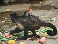 -石家庄市动物园