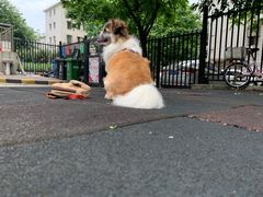 -瑞派动物医院·猫专科·至诚(江南中分院)