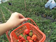 -胜丰草莓采摘园