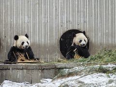 -卧龙中华大熊猫苑神树坪基地