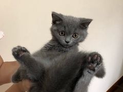 -东方名猫馆·英短金渐层布偶猫舍(环线广场1号楼店)