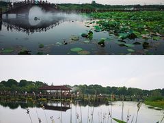 -荷塘月色湿地公园·向阳花洲