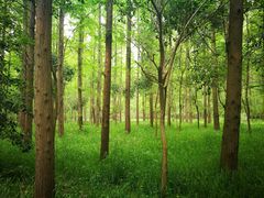 -崇明东平国家森林公园烧烤房车露营地