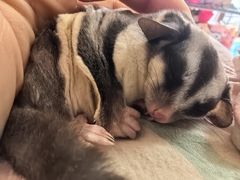 -达爱动物医院·犬猫分区·CT·复杂眼科(远洋山水分院)