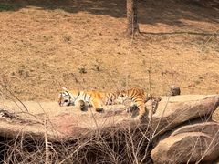 -沈阳森林动物园