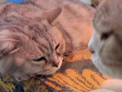 -平行世界·猫咖(首经贸店)
