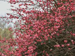 -上海吴淞炮台湾国家湿地公园