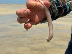 -北海金海湾红树林生态旅游区