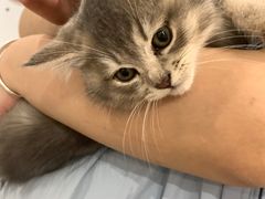 -楼上猫咖(罗湖店)