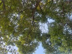 -燕鸣岛