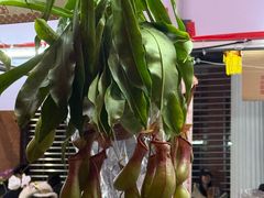 -越秀西湖花市(广州城市广场花卉店)