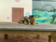 -大连森林动物园