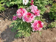 -中共上海市委党校 上海行政学院