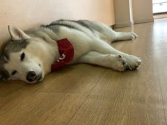 -Husky Go! 哈士奇体验馆·宠物咖啡厅狗咖