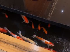 -月龍吟(朝龙汇店)