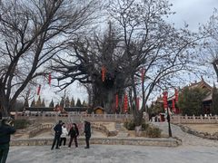 -大槐树寻根祭祖园