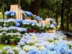 -上海鲜花港