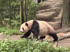 -中国大熊猫保护研究中心雅安碧峰峡基地