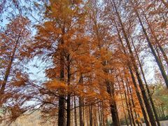 -青龙山国家森林公园