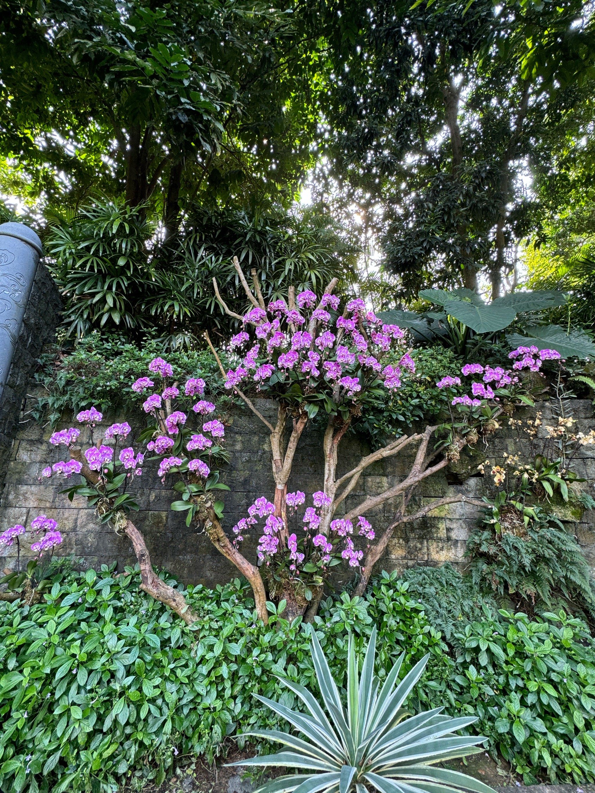 南宁青秀山公园,园区很大,景点与景点之间要搭乘电瓶车