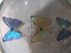 -吉林省自然博物馆