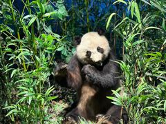 -陕西自然博物馆