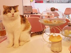 -三花喵·撸猫购宠·宠物生活馆(虹桥南丰城店)