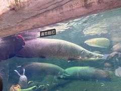 -青青世界