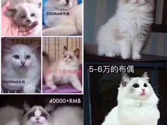-Bastet sally猫舍购宠(静安店)