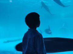 -泉城欧乐堡海洋极地世界