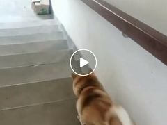 -波姐宠物家庭寄养