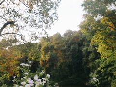 -铁山坪森林公园