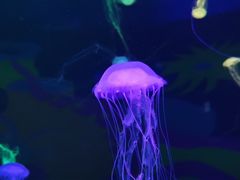 -欢乐海岸海洋奇梦馆