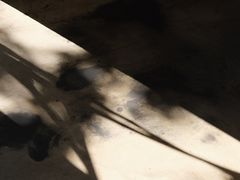-猫里有甜