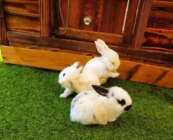 -萌宠亲子动物乐园(槐房万达店)