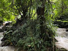 -莫里热带雨林景区