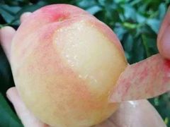 -南汇水蜜桃采摘(大团店)