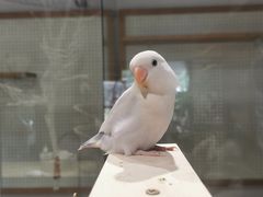 -吉丁鸟咖·异宠·寄养
