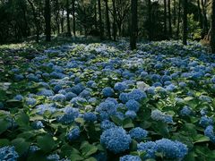 -临平公园(临平街道)