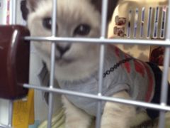 -纳吉亚猫专科动物诊疗中心(蒋宅口分院)