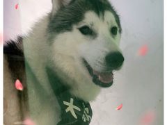 -Husky Go! 哈士奇体验馆·宠物咖啡厅狗咖