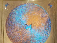 -上海昆虫博物馆