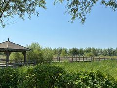 -呼兰河口湿地公园