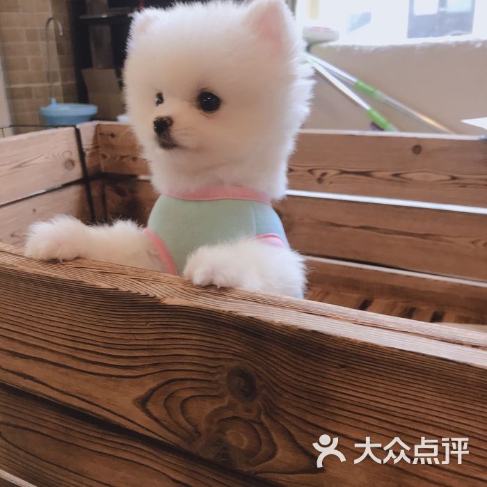 猫狗帮宠物活体售卖宠物店