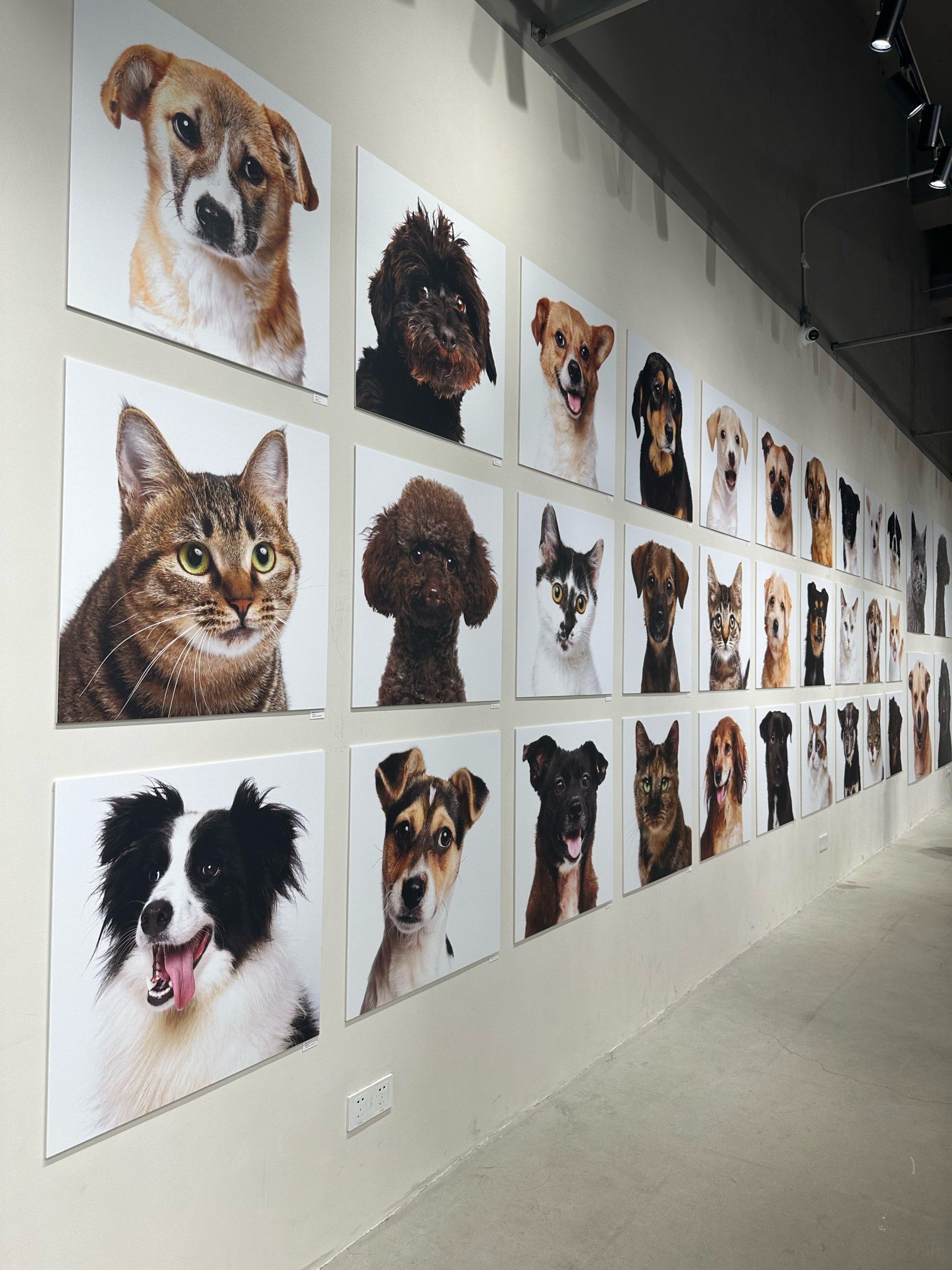 藏在苏河湾里面敲可爱的宠物摄影🐈🐶