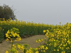 -径山花海