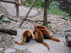 -都江堰中华大熊猫苑