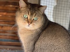 -喵屿·大理花园猫咖